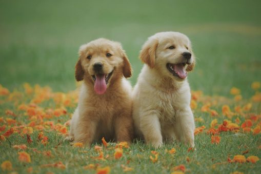 Adorable golden retriever puppies sitting in a field of flowers, enjoying a sunny day.